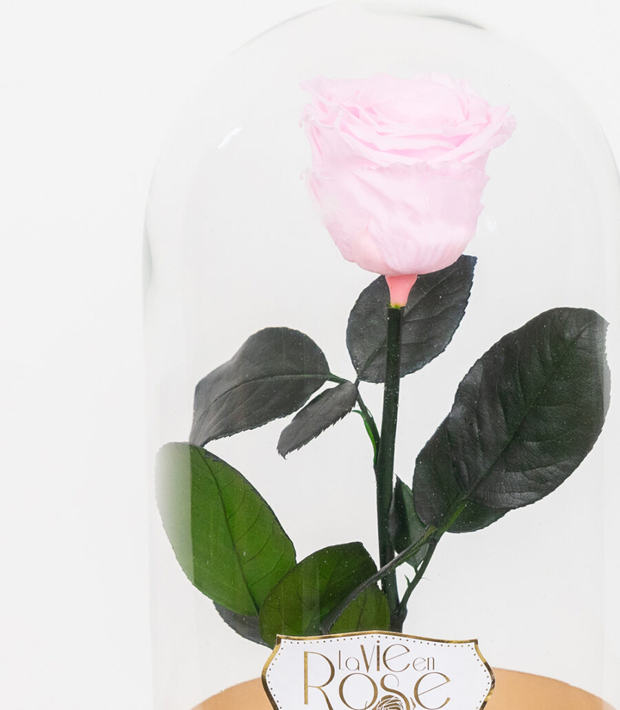 Cryogenic Pink Rose in Glass Dome - Image 3