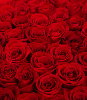 Box of 59 Red Roses - Madly in Love - Image 3