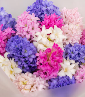 Bouquet of Colorful Hyacinths - Image 3