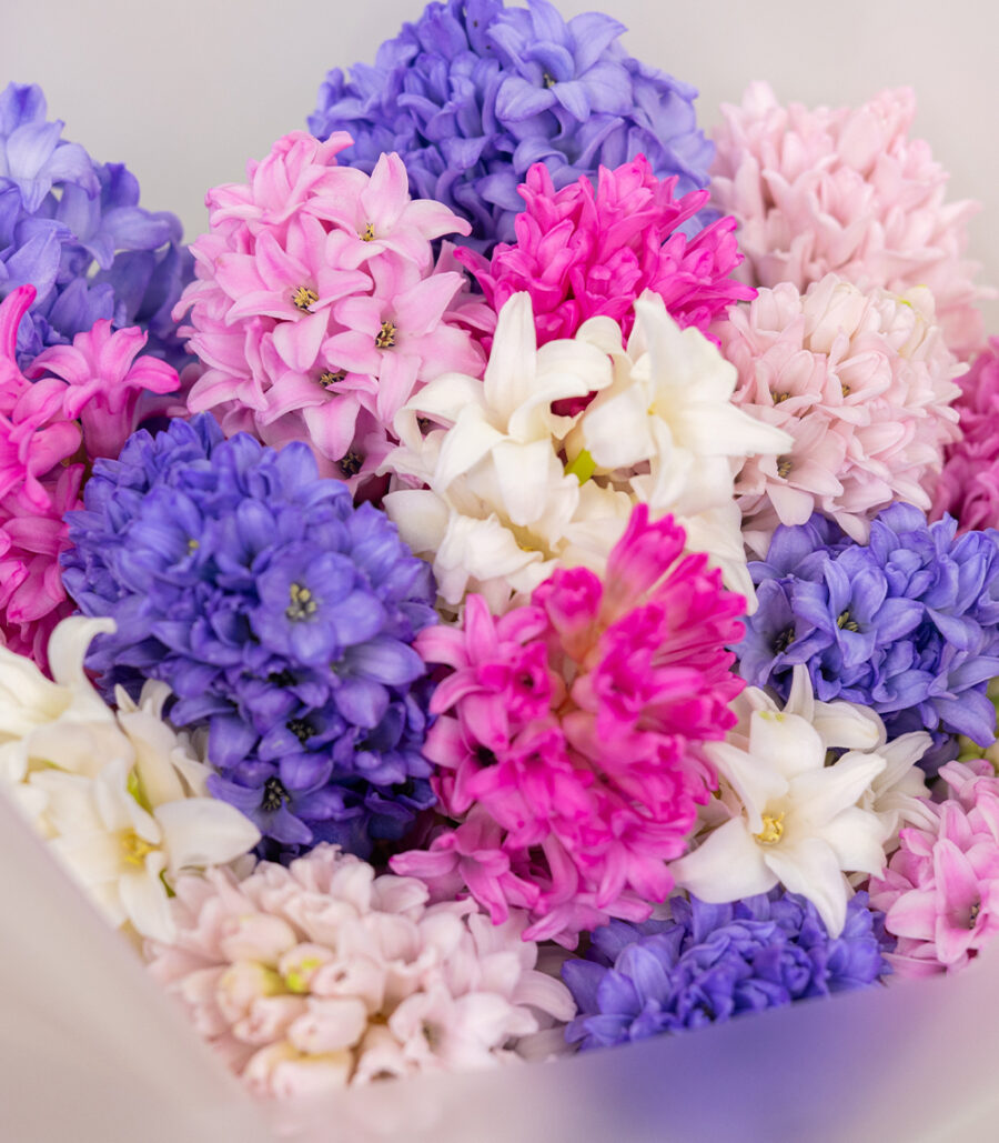 Bouquet of Colorful Hyacinths - Image 3