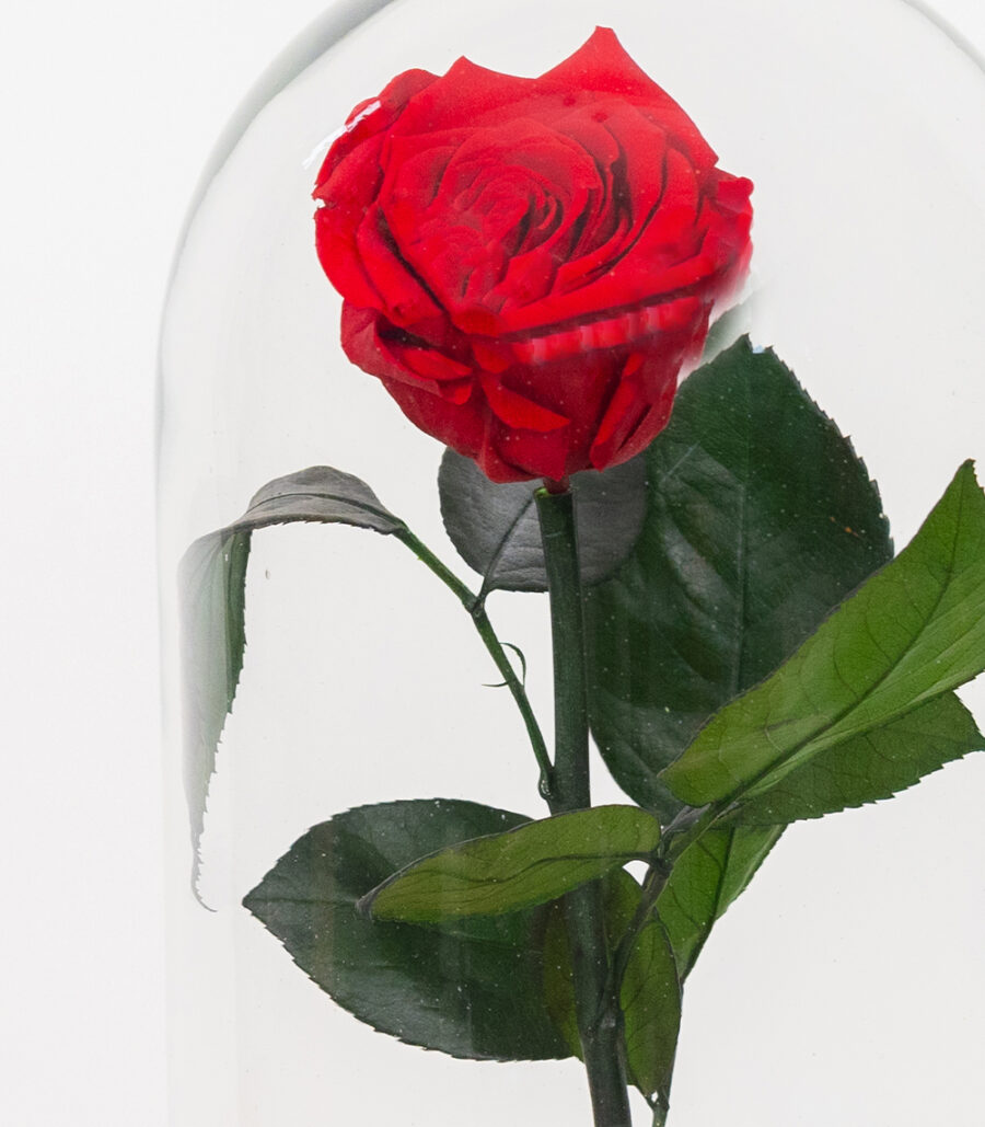 Red Cryogenic Rose in Glass Dome - Image 3