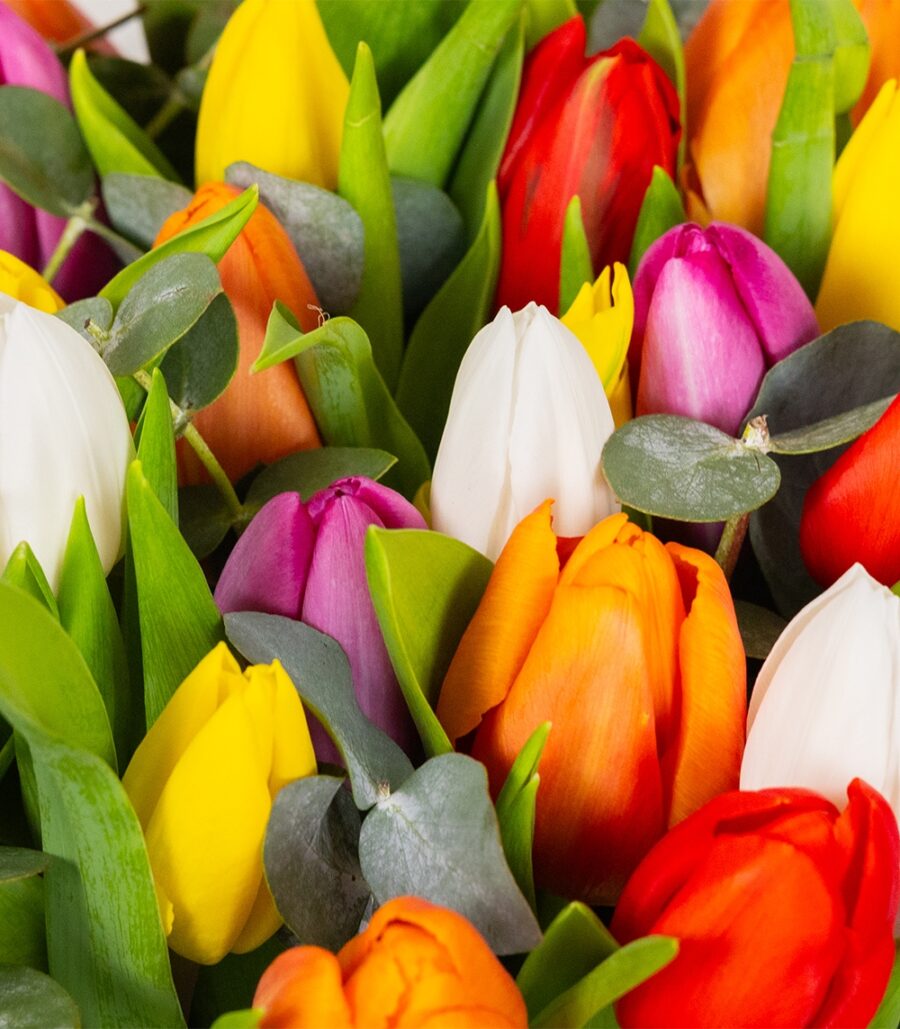 Amsterdam Tulips - Image 2