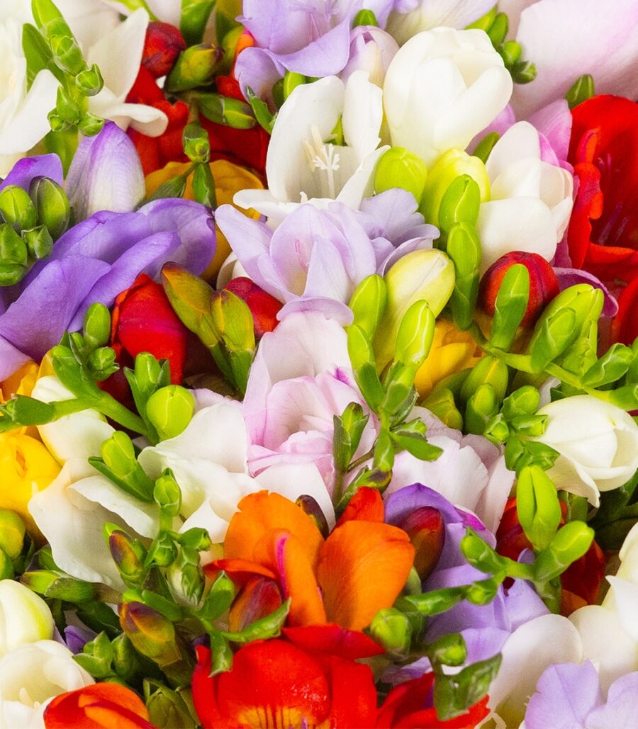 Bouquet of Colorful Freesias - Image 2