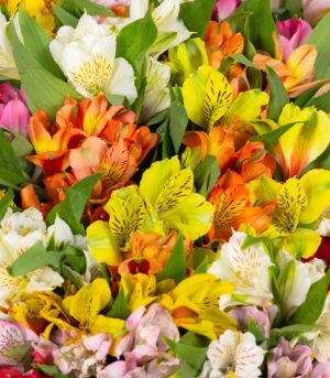 Bouquet of Alstroemeria - Image 2