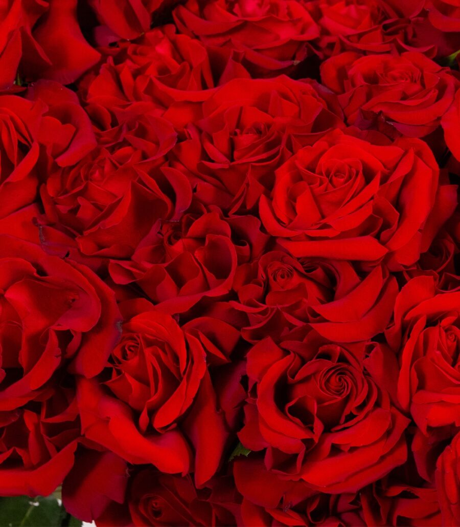 Big Bouquet of Red Roses - 69 roses - Image 3