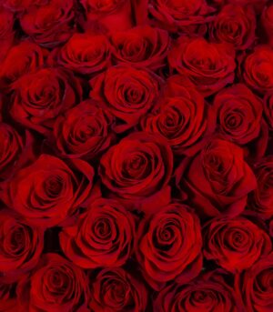 Bouquet of 101 Red Roses - Image 3