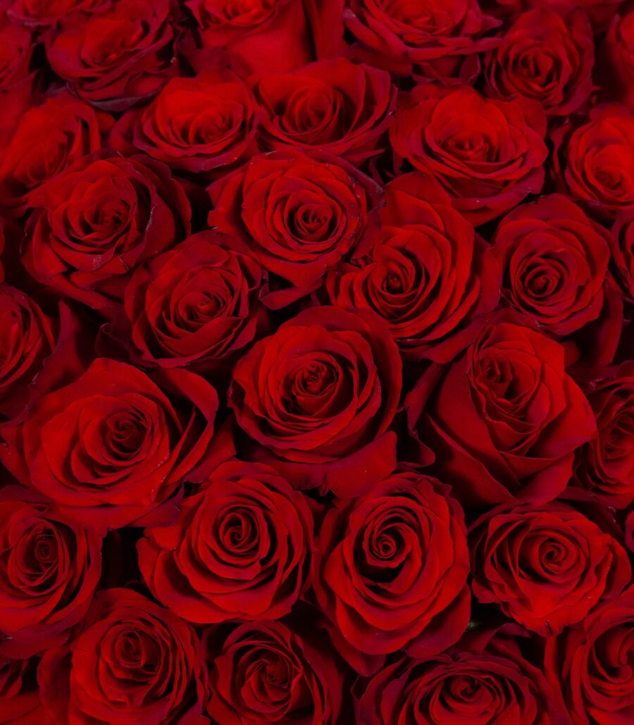 Bouquet of 101 Red Roses - Image 3