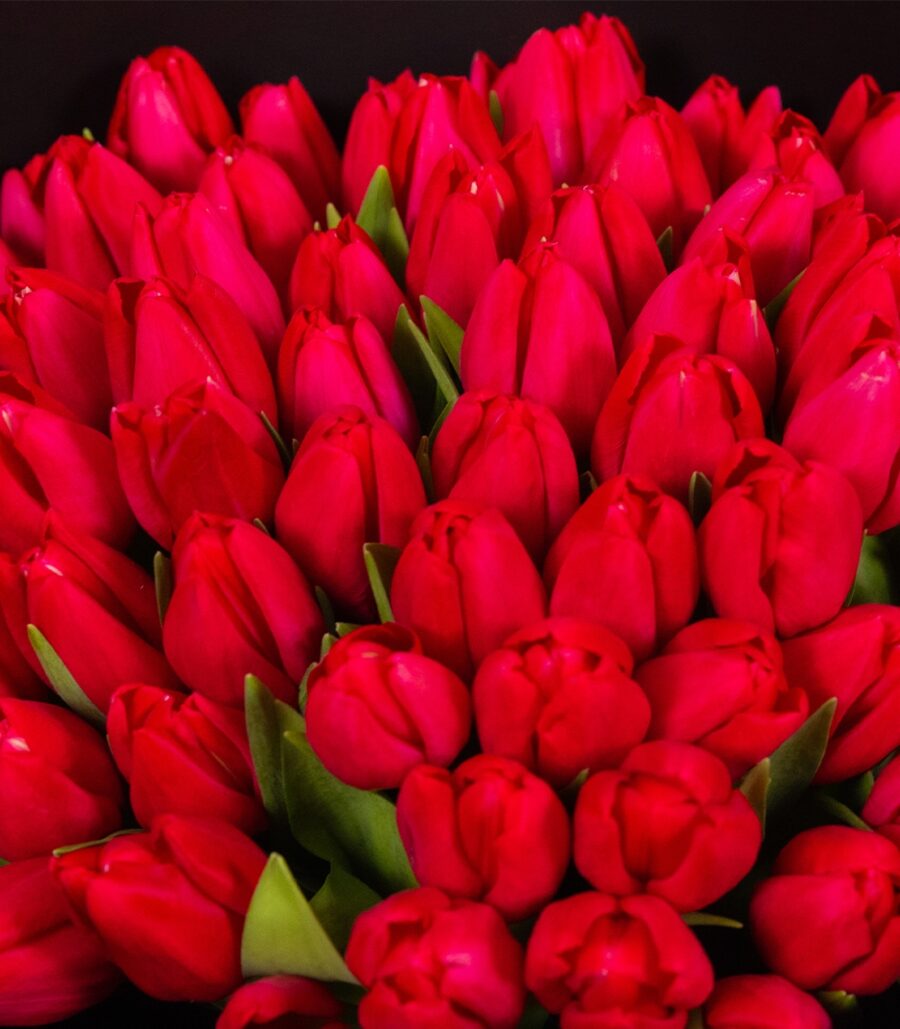 Bouquet of 51 Red Tulips - Image 3