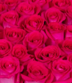 47 Roses in Round Box - Image 3