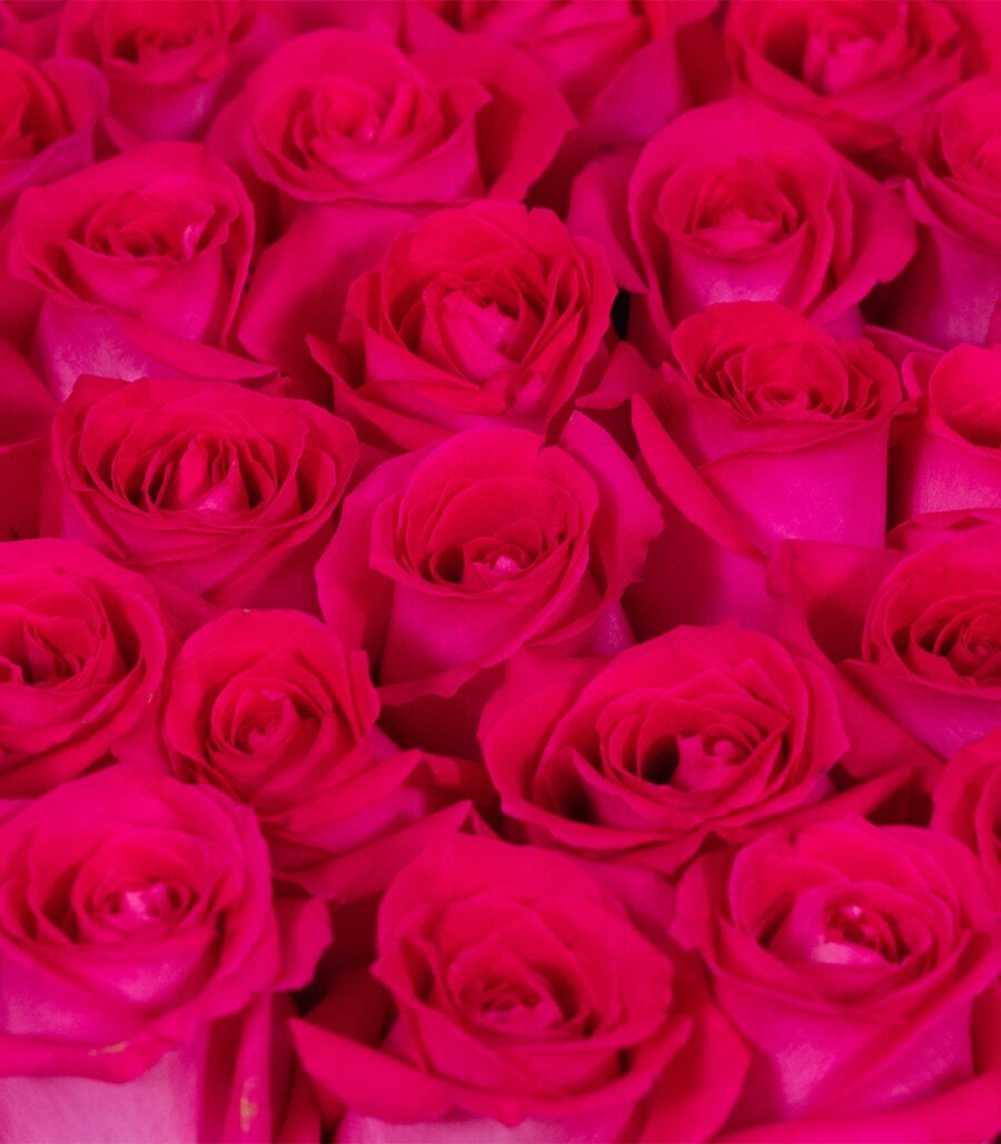 47 Roses in Round Box - Image 3