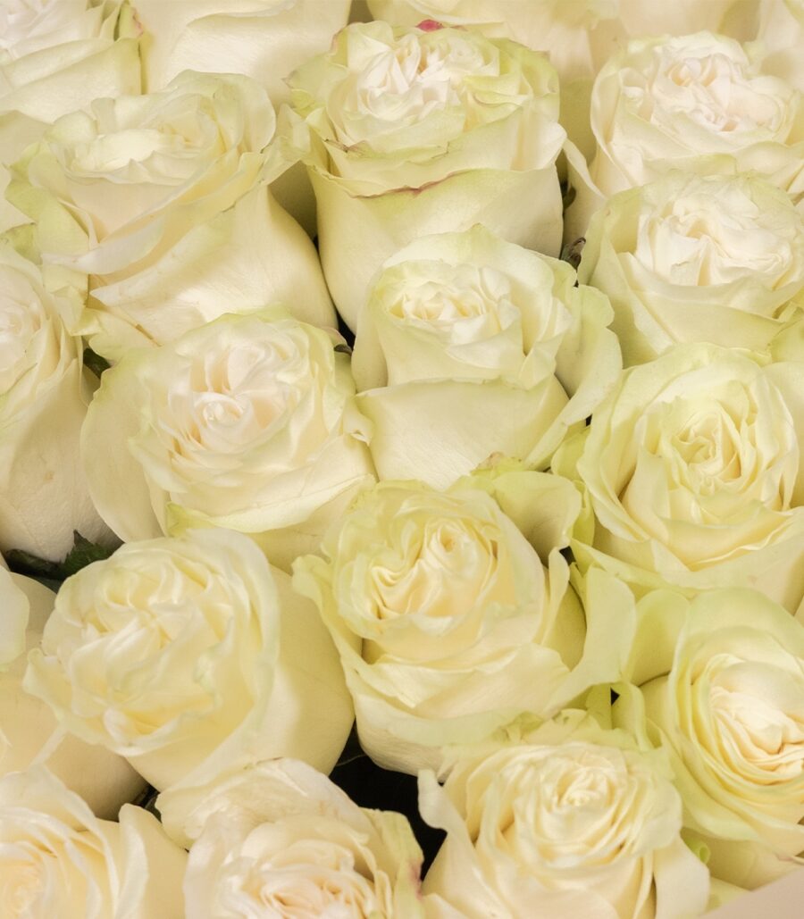 Bouquet of 61 White Roses - Image 3