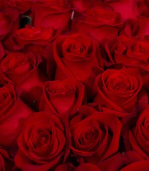 Bouquet of 15 Red Roses - Vienna - Image 3