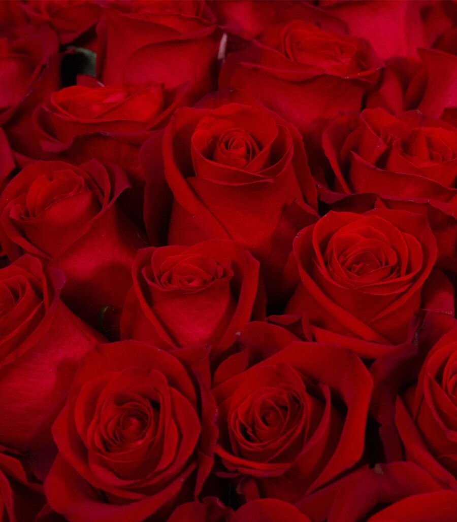 Bouquet of 15 Red Roses - Vienna - Image 3