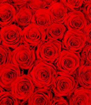 Heart with 69 Red Cryogenic Roses - Image 3