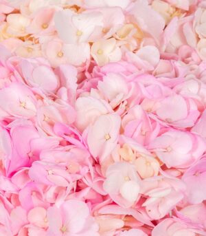Bouquet of Pink Hydrangeas - Image 3