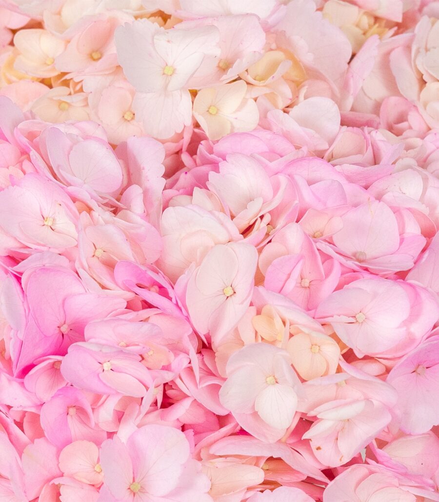 Bouquet of Pink Hydrangeas - Image 3