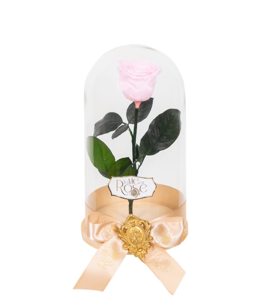 Pink cryogenic rose in a glass dome