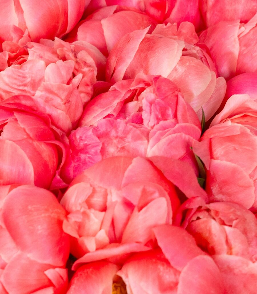 Bouquet of Coral Peonies - Image 3