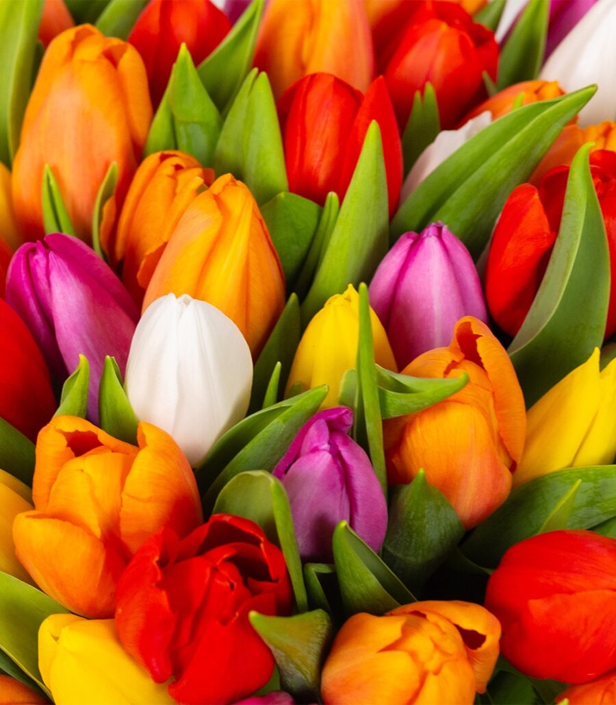Bouquet of Colorful Tulips - Image 3