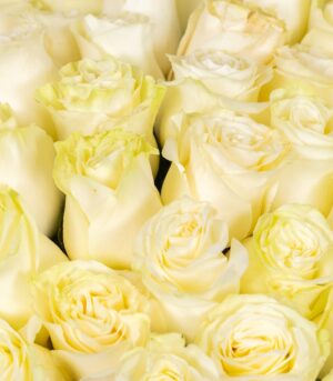 Bouquet of White Roses - Image 3
