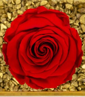 Cryogenic Rose in Glass Golden Margin Cube - Image 3