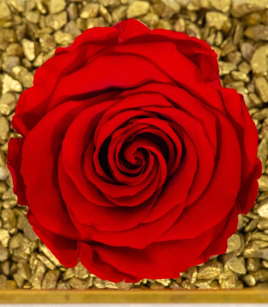 Cryogenic Rose in Glass Golden Margin Cube - Image 3