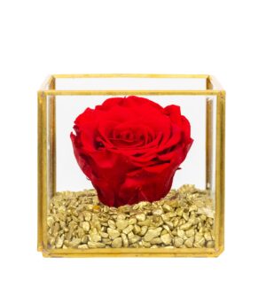 Cryogenic Rose in Glass Golden Margin Cube