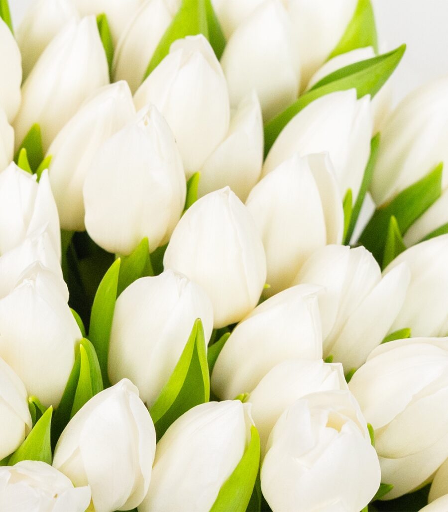 Bouquet of White Tulips - Image 3
