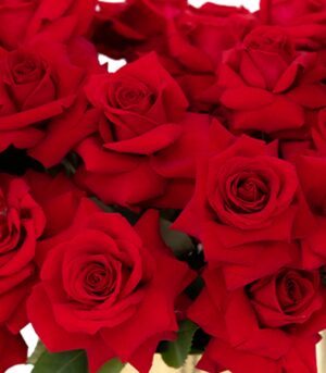 Box of 69 Red Roses - Red Romance - Image 3