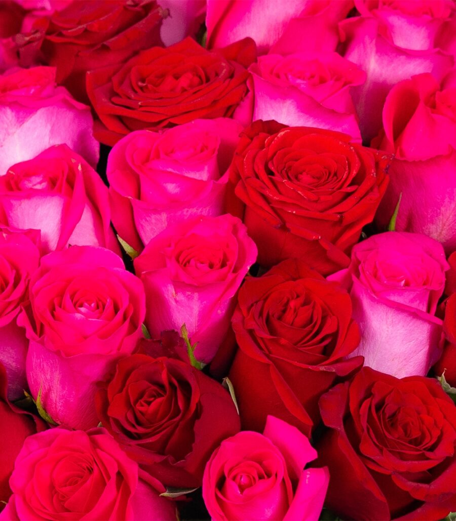 Bouquet of Red and Pink Roses - Image 3