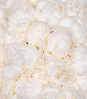 Box of White Peonies - Image 3