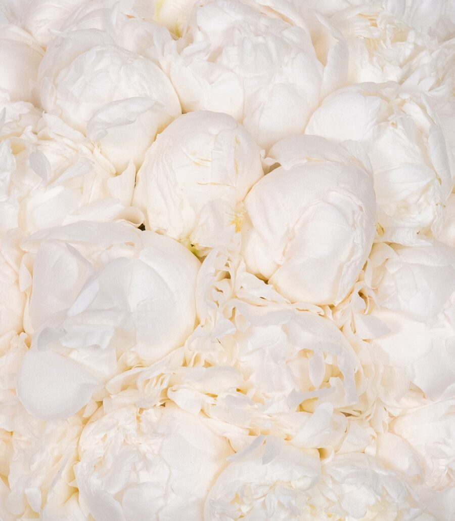 Box of White Peonies - Image 3