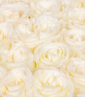 White Roses in a Box - Finest Lady - Image 3