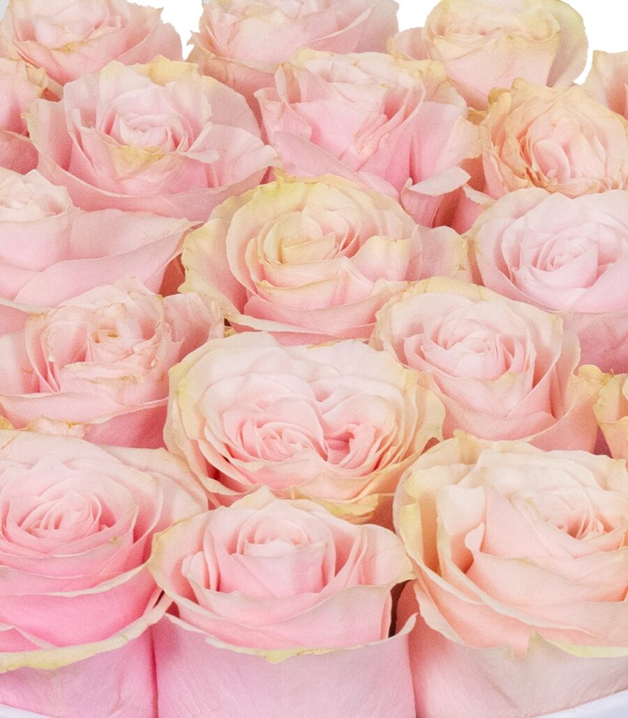 Pink Roses Box - Impress Her - Image 3