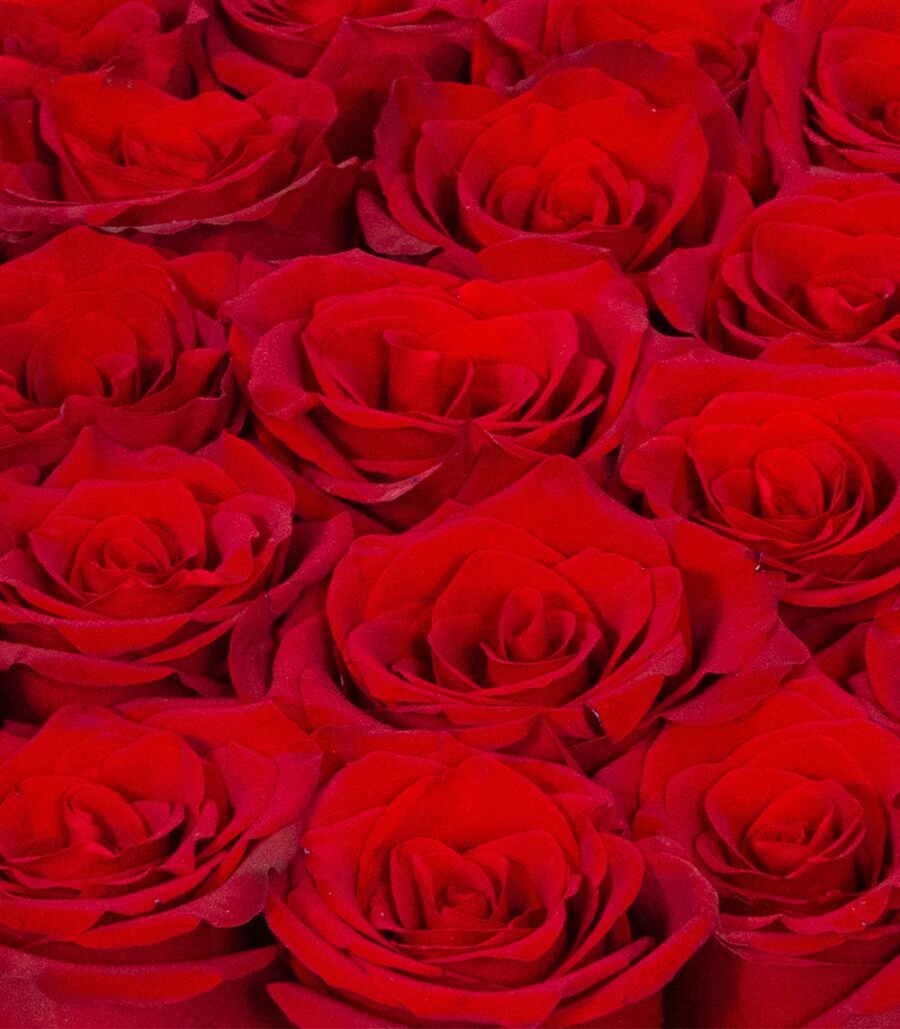 Bouquet of Roses in a Box - Classic Love - Image 3