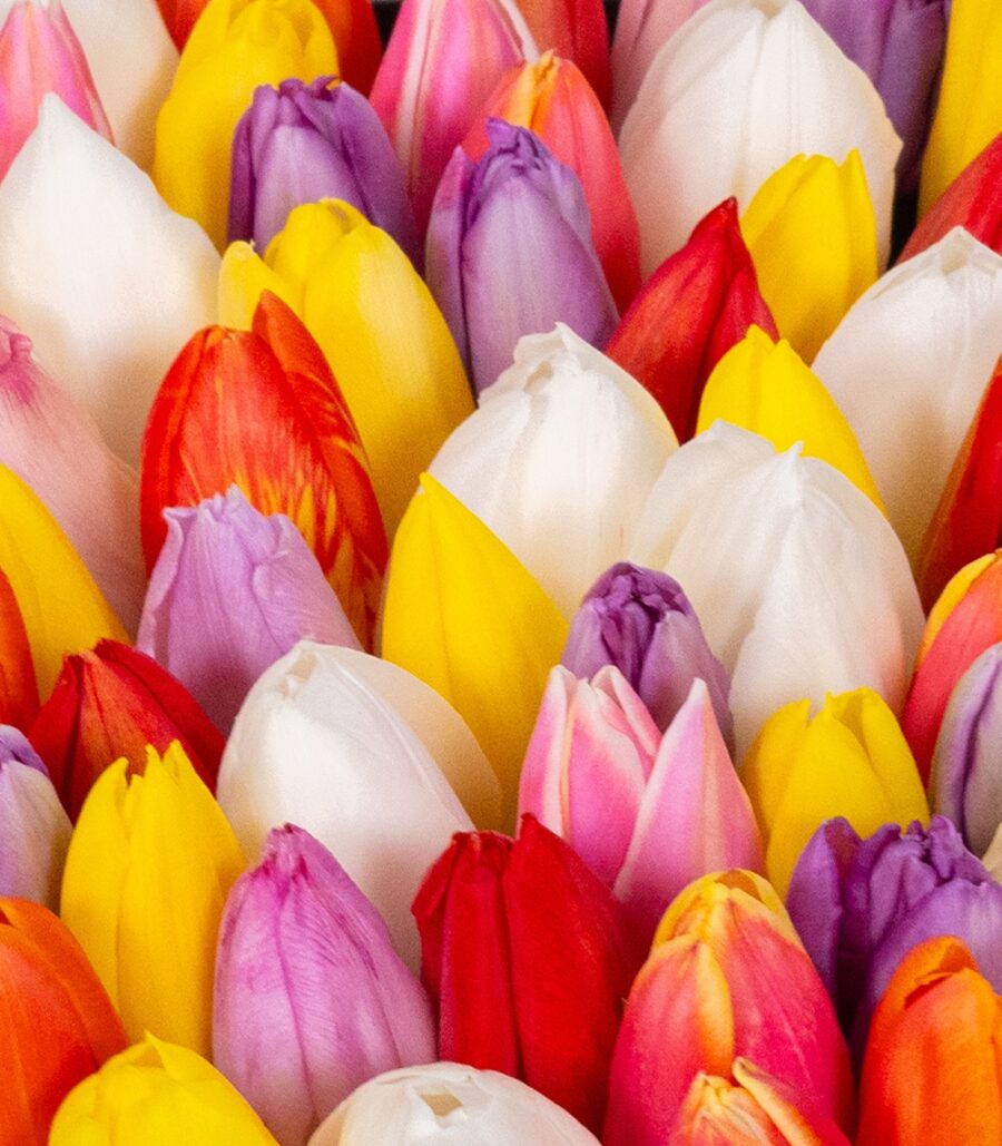 Multicolored Tulips Box - Image 3