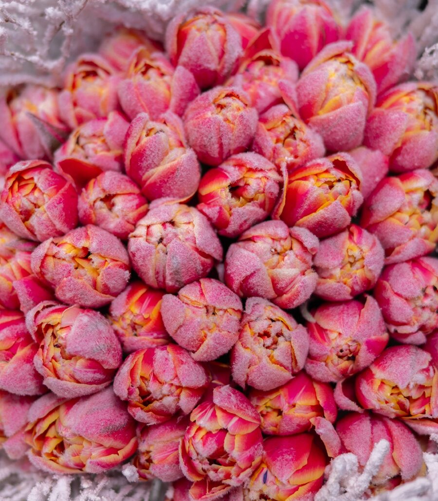 Winter bouquet with 49 tulips - Snowy tulips - Image 3