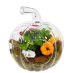 Succulents in a pumpkin-shaped clear glass terrarium