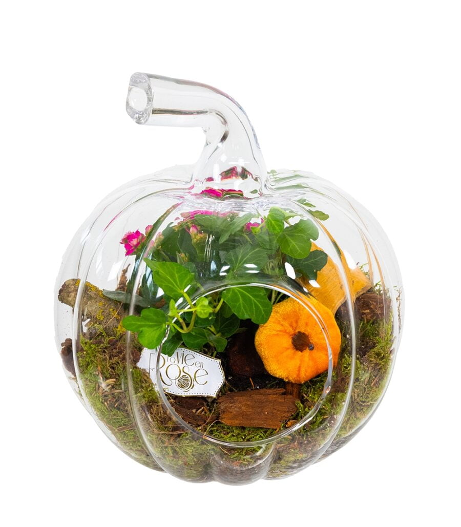 Terariu Pumpkin with Succulents - Image 1
