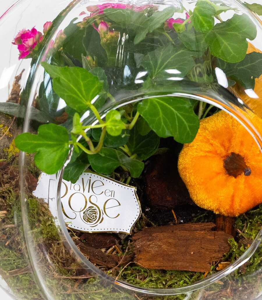 Terariu Pumpkin with Succulents - Image 3