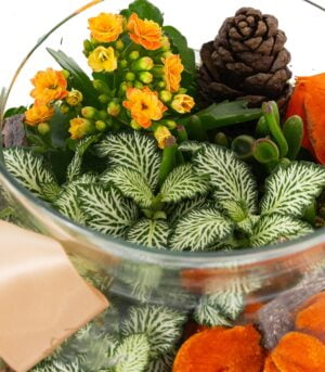 Terariu with Autumn Succulents - Image 3