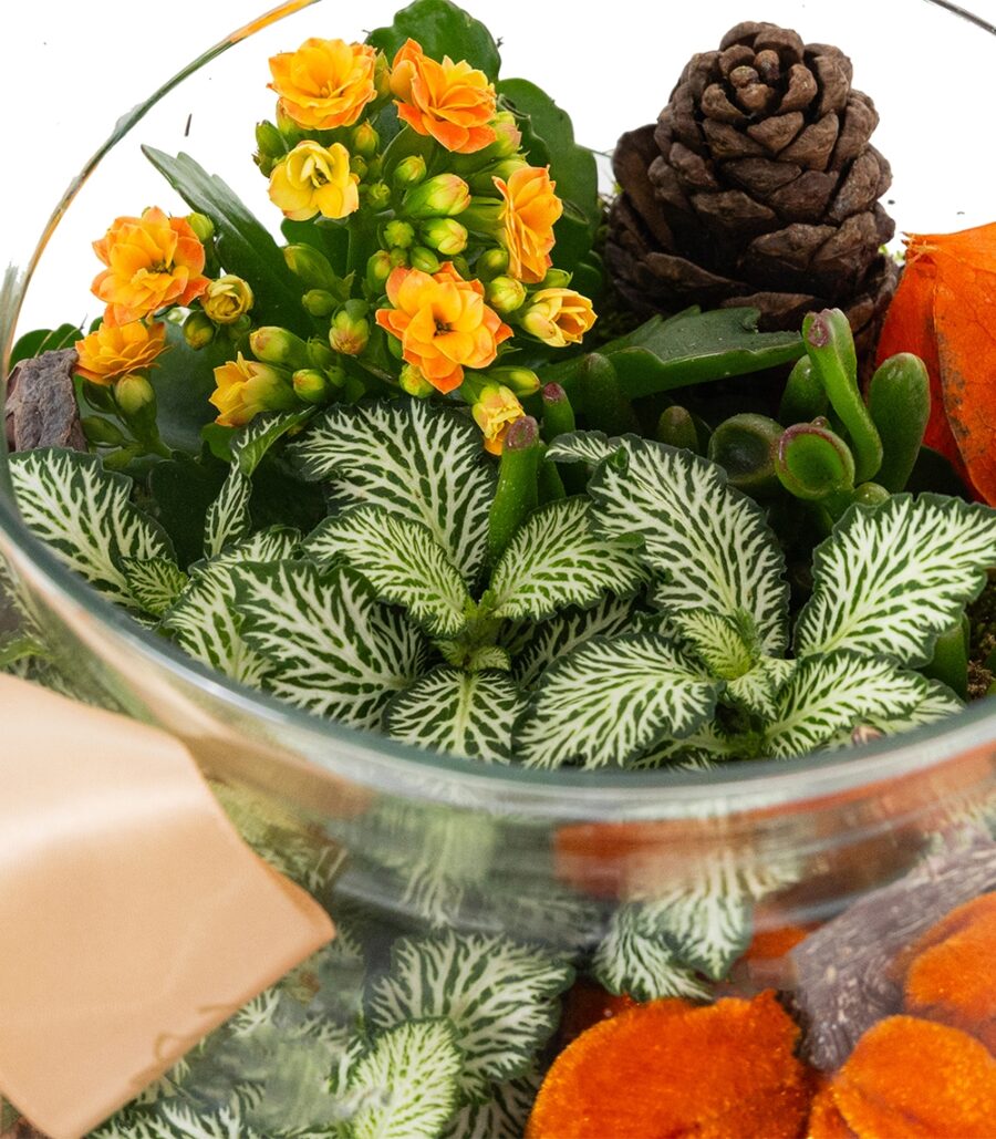 Terariu with Autumn Succulents - Image 3