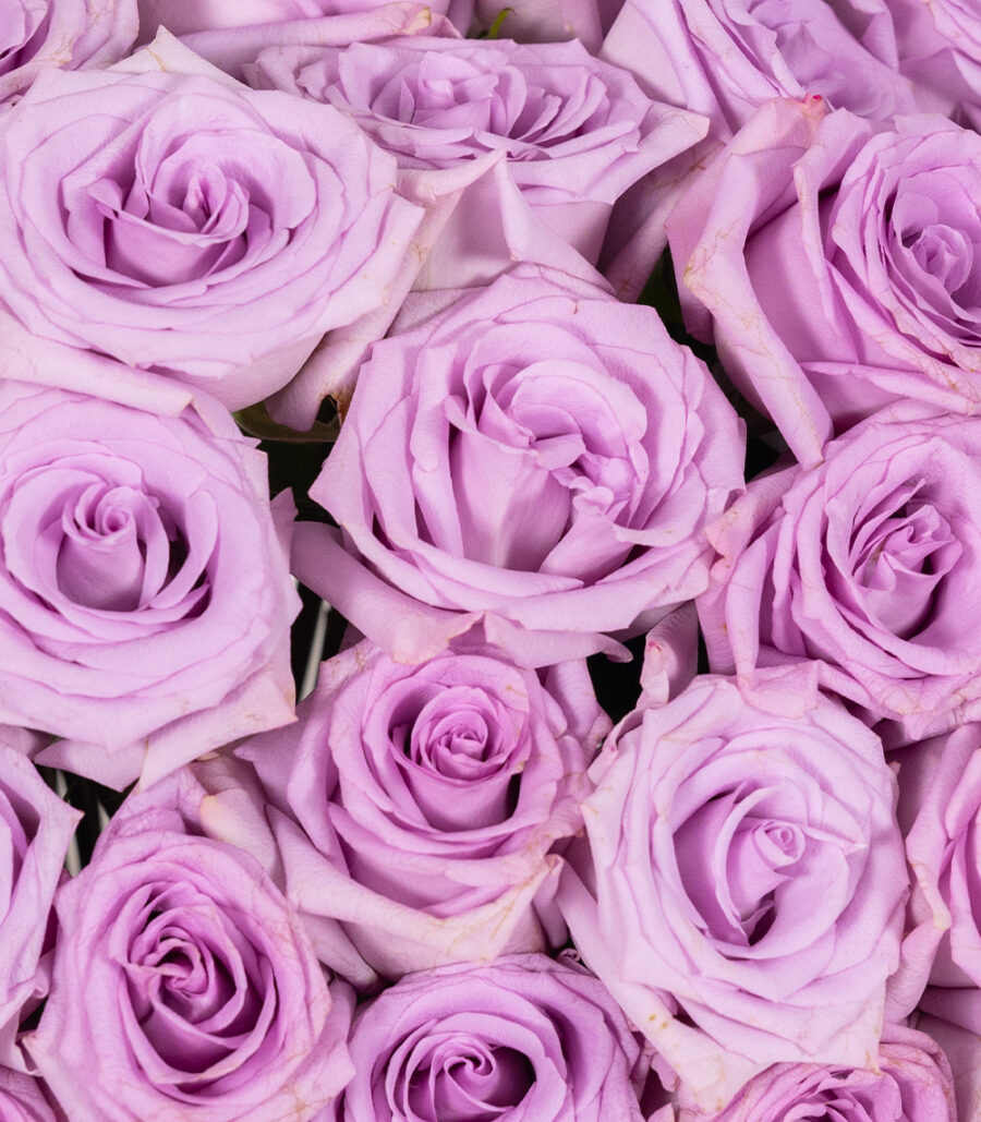 Purple Roses Bouquet - Image 3