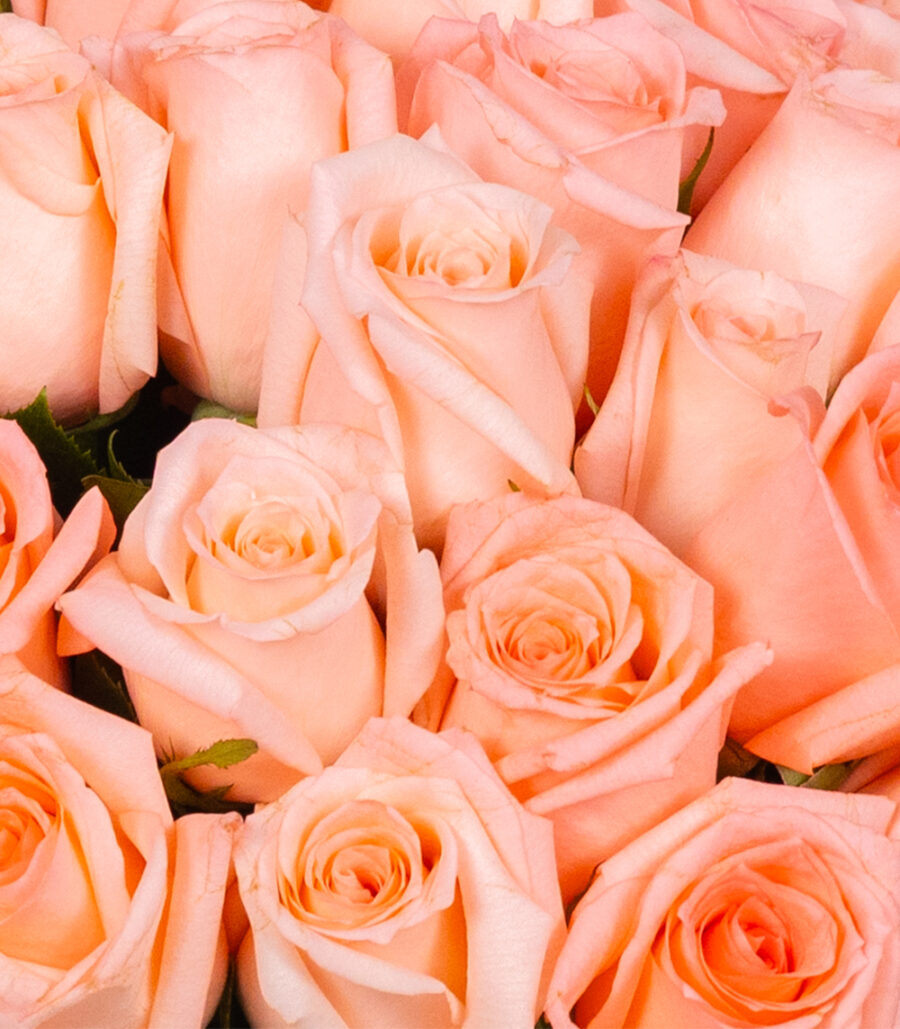 Bouquet of Sublime Pink Roses - Image 4