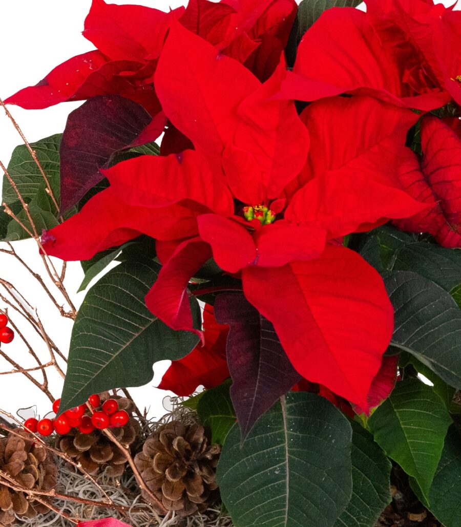 Christmas Flower Arrangement - Poinsettia's Wonderland - Image 2